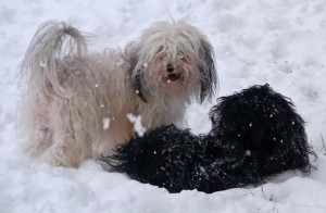 Havanese Puppies